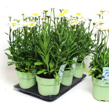 Leucanthemum 'Madonna'