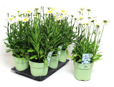 Leucanthemum 'Madonna'