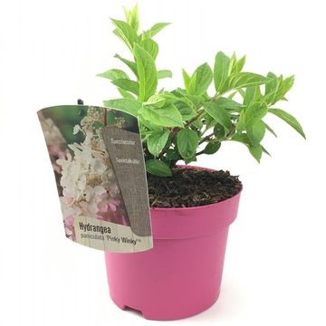 Hydrangea paniculata PINKY WINKY
