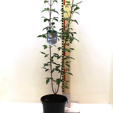 Acer griseum