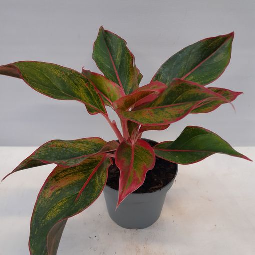 Aglaonema 'King of Siam'