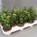 Portulacaria afra