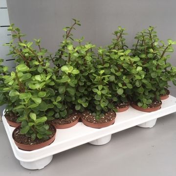 Portulacaria afra