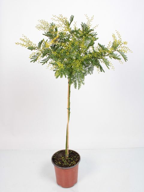 Acacia dealbata