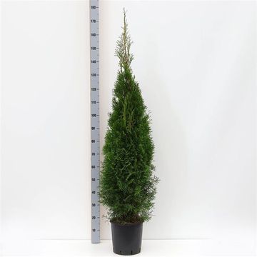 Thuja occidentalis 'Smaragd'
