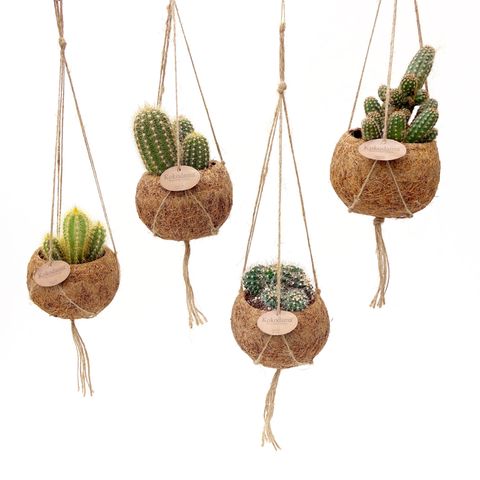 Hanging plants MIX