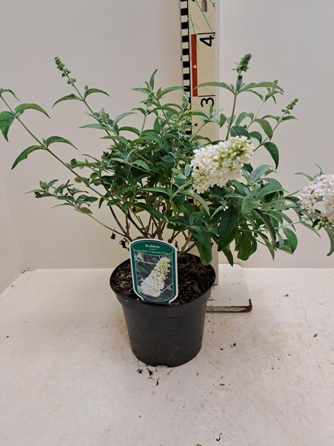 Buddleja davidii FLUTTERBY WHITE