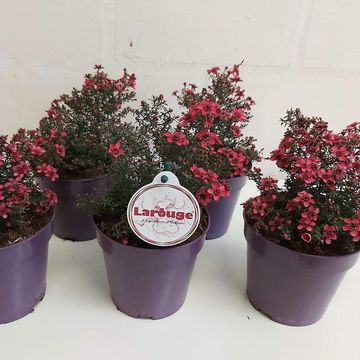 Leptospermum scoparium LAROUGE