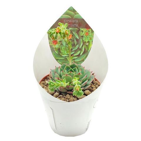 Echeveria 'Ramillette'