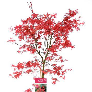 Acer palmatum 'Beni-maiko'