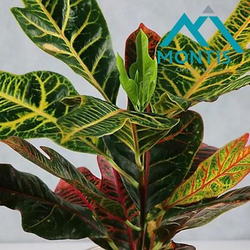 Codiaeum variegatum 'Excellent'