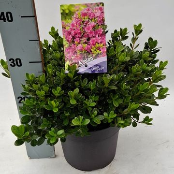 Rhododendron GEISHA PURPLE (AJ)
