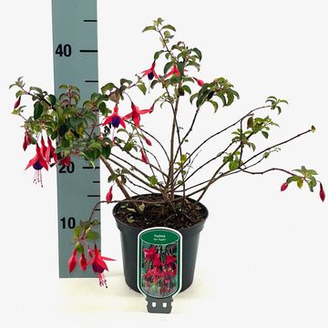 Fuchsia 'Mrs Popple'