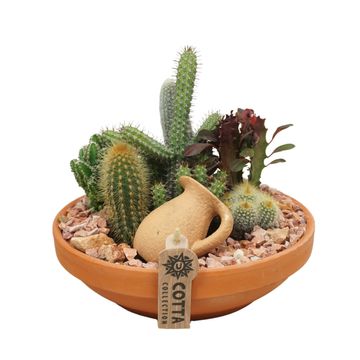 Arrangemang Cactus