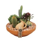 Arrangement Cactus