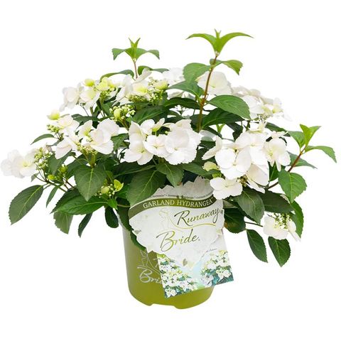 Hydrangea RUNAWAY BRIDE