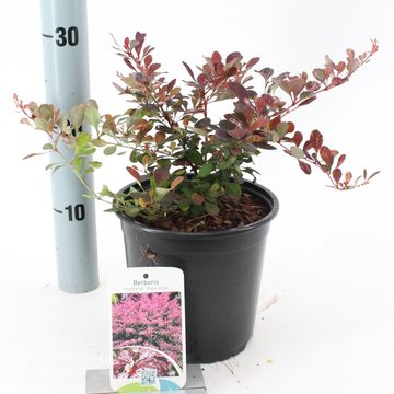 Berberis thunbergii 'Rose Glow'
