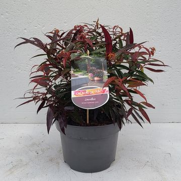 Leucothoe keiskei BURNING LOVE