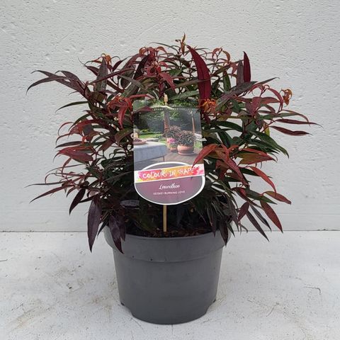 Leucothoe keiskei BURNING LOVE