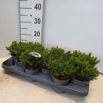 Hebe vernicosa
