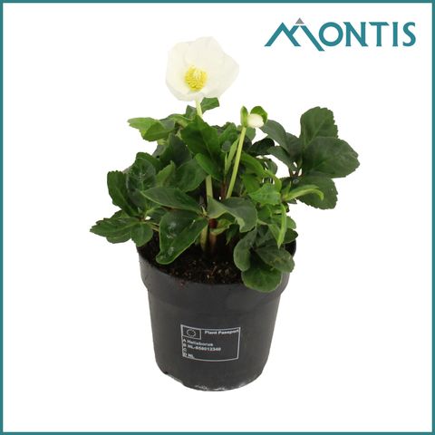 Helleborus niger 'Christmas Carol'