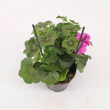 Pelargonium ROYAL BLUE
