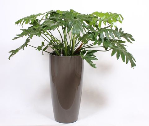 Philodendron selloum