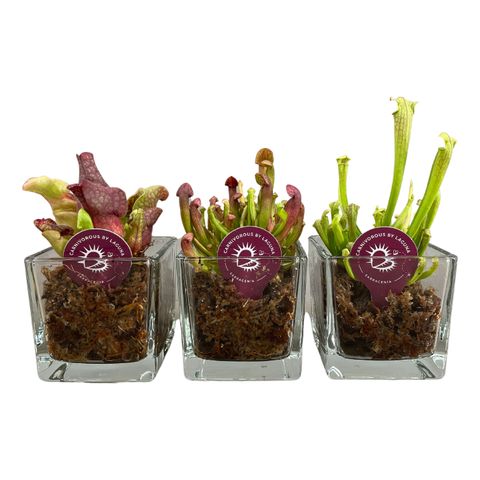 Sarracenia MIX