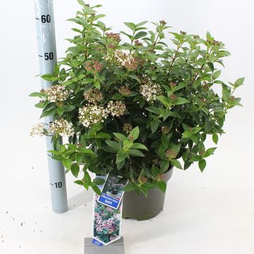 Viburnum tinus SPIRIT