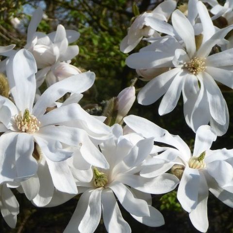 Magnolia stellata