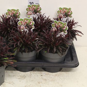 Gaura lindheimeri 'Graceful Pink'