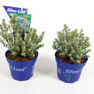 Hebe pimeleoides