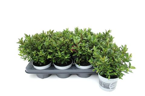 Hebe ALL BLOOMS RANAIA