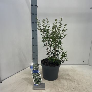 Osmanthus x burkwoodii