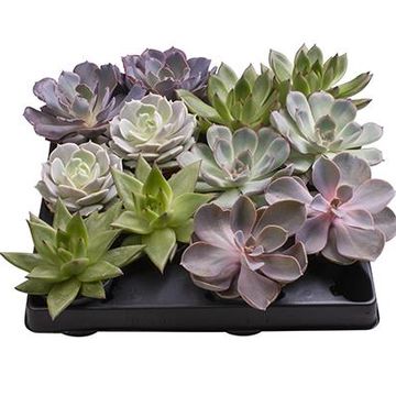 Echeveria MIX