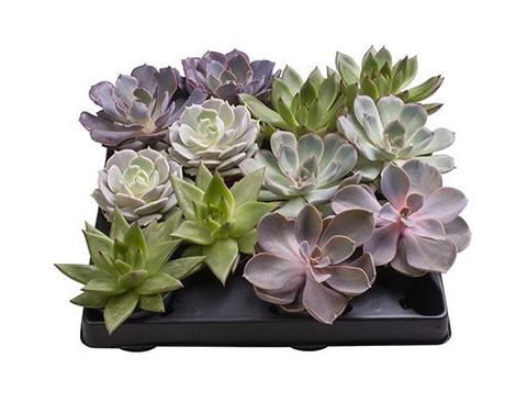 Echeveria MIX