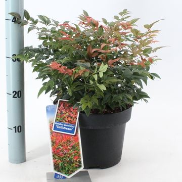 Nandina domestica 'Gulf Stream'