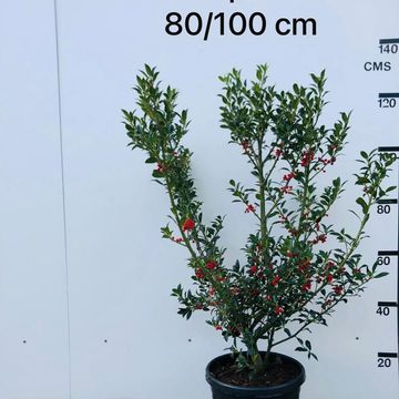 Ilex aquifolium 'Alaska'