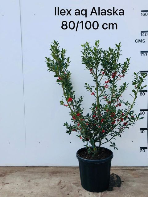 Ilex aquifolium 'Alaska'