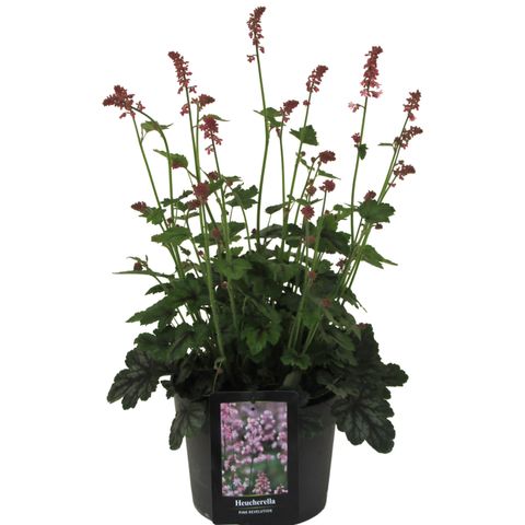 x Heucherella PINK REVOLUTION