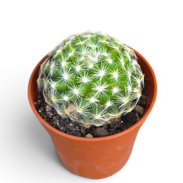 Mammillaria roemeri
