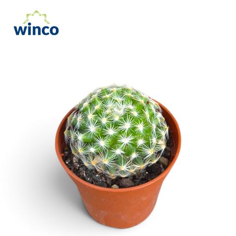 Mammillaria roemeri