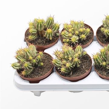 Euphorbia aggregata variegata