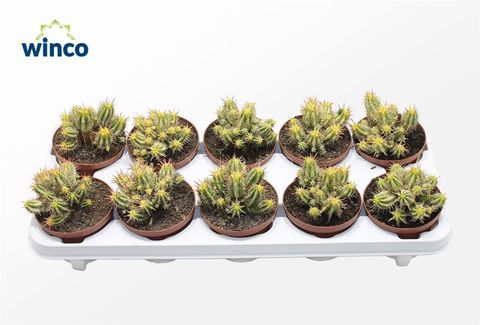 Euphorbia aggregata variegata