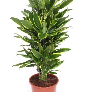 Dracaena fragrans 'Golden Coast'