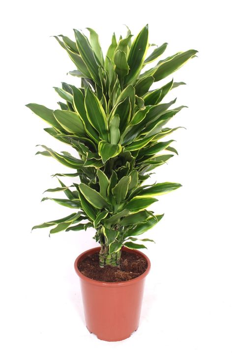 Dracaena fragrans 'Golden Coast'