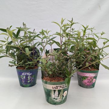 Buddleja davidii MIX