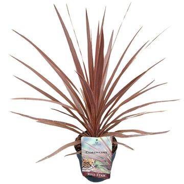 Cordyline australis 'Red Star'