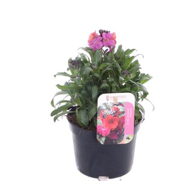 Erysimum 'Red Jep'