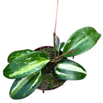 Hoya latifolia 'Inner Variegated'